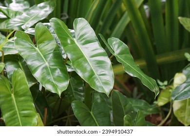 Closeup vibrant green leaves of Philodendron burle-marxii - Shutterstock ID 2394910437