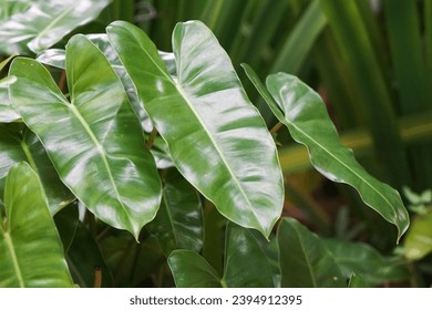 Closeup vibrant green leaves of Philodendron burle-marxii - Shutterstock ID 2394912395