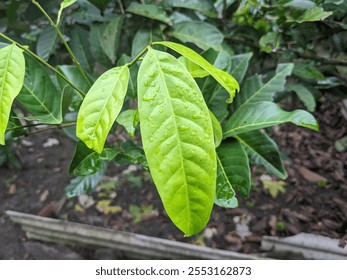 Close-up of vibrant green leaves with water droplets after rain, highlighting fresh and healthy foliage in a natural garden environment - Powered by Shutterstock