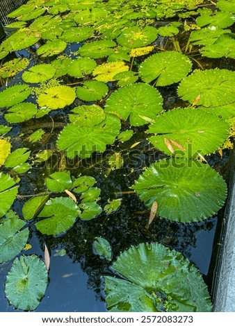 Close-up of vibrant green lily pads on a calm, reflective pond. Evokes tranquility and harmony, ideal for nature, relaxation, or mindfulness themes.