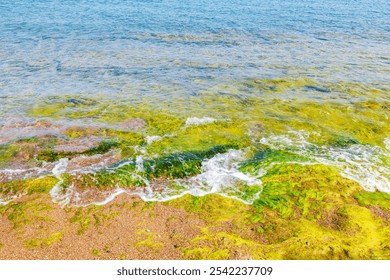 Close-up of vibrant green seaweed on rocks in shallow Aegean Sea waters along Rhodes shoreline. - Powered by Shutterstock