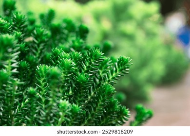 A close-up of vibrant green succulents with a soft-focus background. The rich texture and lush color make this image ideal for nature, gardening, or plant-themed projects and designs. - Powered by Shutterstock