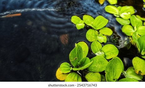 Close-up of vibrant green water lettuce leaves floating on dark, rippling water. The contrasting textures and colors create a serene, natural composition perfect for nature and aquatic-themed.  - Powered by Shutterstock