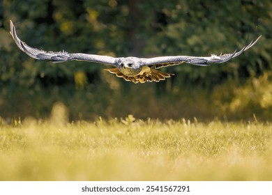 A closeup of a vibrant hawk in flight on a sunny day with a blurry background - Powered by Shutterstock