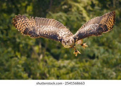 A closeup of a vibrant hawk in flight on a sunny day with a blurry background - Powered by Shutterstock