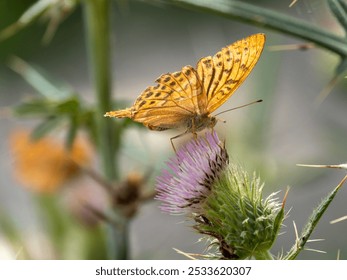 A close-up of a vibrant orange butterfly perched on a purple thistle flower - Powered by Shutterstock