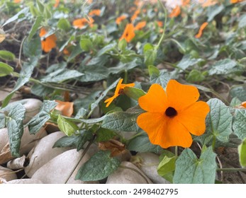 Close-up of a vibrant orange flower with a dark center, surrounded by lush green leaves. The flower stands out against the green foliage and white pebbles, creating a striking contrast. The background - Powered by Shutterstock