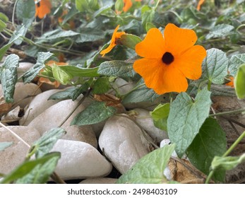 Close-up of a vibrant orange flower with a dark center, surrounded by lush green leaves. The flower stands out against the green foliage and white pebbles, creating a striking contrast. The background - Powered by Shutterstock