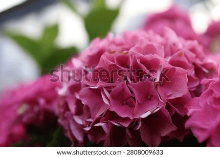 Close-up of a vibrant pink Bigleaf Hydrangea macrophylla growing in a backyard garden