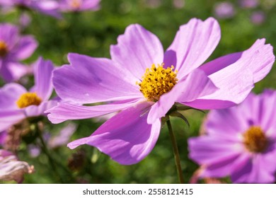 Close-up of vibrant pink cosmos flower in sunlight - Powered by Shutterstock