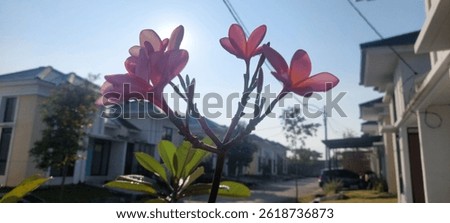 Close-up of vibrant pink frangipani flowers captured against the sunlight, creating a beautiful silhouette effect. Shot in a modern residential neighborhood with a bright blue sky in the background. I