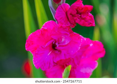 Close-up of vibrant pink gladiolus flower with delicate petals against green gladiolus leaves in garden setting. - Powered by Shutterstock