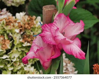 Close-up of a vibrant pink gladiolus flower adorned with fresh dew drops, emphasizing its intricate beauty, framed by a lush green garden setting and surrounding blooms. - Powered by Shutterstock