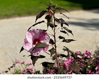 Close-up of a vibrant pink Hibiscus flower with dark maroon leaves in a sunlit garden setting, showcasing delicate petals and a deep red center, surrounded by blurred green and pink foliage - Powered by Shutterstock