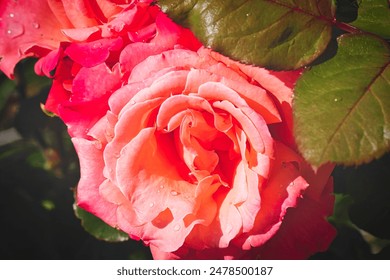 Close-up of a vibrant pink rose with dewdrops on its petals, partially covered by green leaves. - Powered by Shutterstock