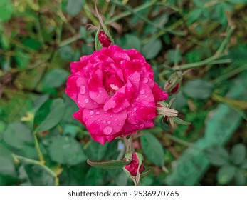 Close-up of a vibrant pink rose with fresh dew drops on petals, surrounded by lush green leaves - Powered by Shutterstock