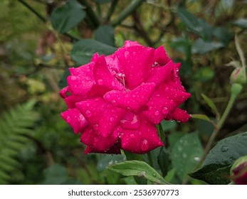 Close-up of a vibrant pink rose with fresh dew drops on petals, surrounded by lush green leaves - Powered by Shutterstock