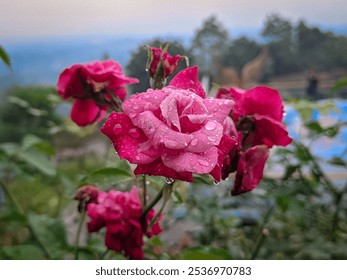 Close-up of a vibrant pink rose with fresh dew drops on petals, surrounded by lush green leaves - Powered by Shutterstock