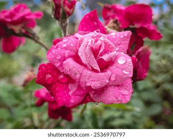 Close-up of a vibrant pink rose with fresh dew drops on petals, surrounded by lush green leaves - Powered by Shutterstock