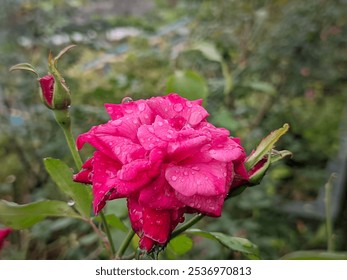 Close-up of a vibrant pink rose with fresh dew drops on petals, surrounded by lush green leaves - Powered by Shutterstock