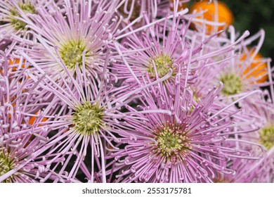 A close-up of vibrant pink spider chrysanthemums with intricate, spiky petals, showcasing their delicate details and natural beauty. - Powered by Shutterstock