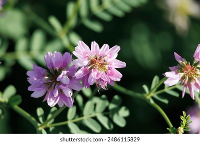 Close-up of vibrant pink-purple flowers with green leaves in a sunlit garden. - Powered by Shutterstock