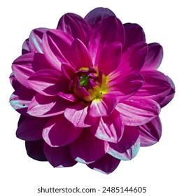 Close-up of a vibrant purple dahlia flower in full bloom - Powered by Shutterstock