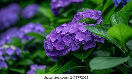 Close-up of a vibrant purple hydrangea flower - Powered by Shutterstock