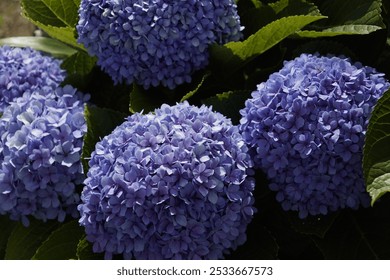 Close-up of vibrant purple hydrangea flowers in full bloom surrounded by lush green leaves. - Powered by Shutterstock