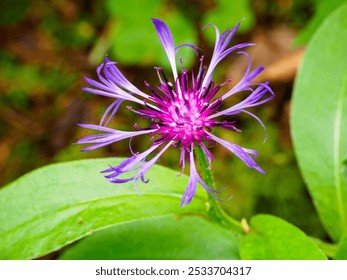 Close-up of a vibrant purple thistle flower with green leaves in a natural setting. - Powered by Shutterstock