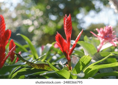 Close-up of vibrant red bromeliad flowers surrounded by lush green leaves, with a blurred natural background creating a bokeh effect. - Powered by Shutterstock