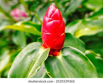 A close-up of a vibrant red ginger flower bud, surrounded by lush green leaves, capturing the beauty of nature and tropical flora. - Powered by Shutterstock