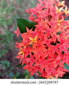 Close-up of vibrant red Ixora coccinea (Santan) flowers blooming in a tropical garden, perfect for nature-themed designs and backgrounds