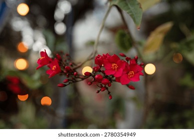 Close-up of vibrant red Jatropha integerrima flowers, also known as Peregrina. Clusters of blossoms and buds on a branch with warm golden bokeh lights in a twilight garden. Romantic floral macro.