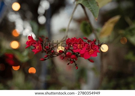Close-up of vibrant red Jatropha integerrima flowers, also known as Peregrina. Clusters of blossoms and buds on a branch with warm golden bokeh lights in a twilight garden. Romantic floral macro.