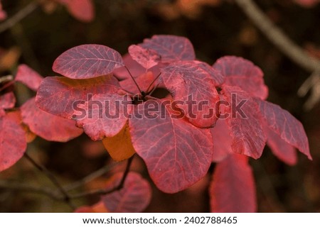 Close-up of vibrant red leaves on the 'Grace' smokebush, also known as smoketree (Cotinus 'Grace').