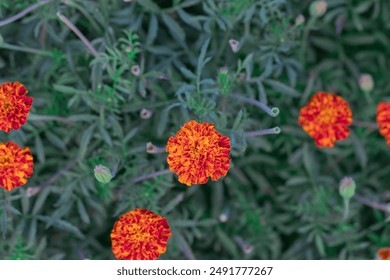 Close-up of vibrant red and orange marigold flowers in a lush green garden, showcasing their natural beauty and freshness. - Powered by Shutterstock
