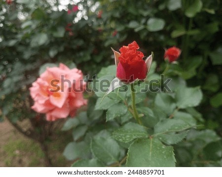 A close-up of a vibrant red rose bud with velvety petals, set against a soft pink rose in full bloom.