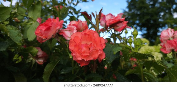 A close-up of vibrant red roses with water droplets in a garden setting on a sunny day - Powered by Shutterstock