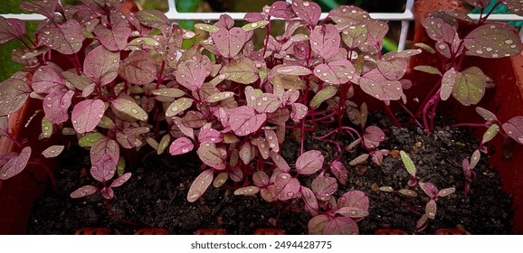 A close-up of vibrant red spinach seedlings in a planter box. After rain, glistening water droplets on red leaves and dark moist soil. - Powered by Shutterstock