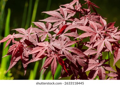 Close-up of vibrant, reddish-purple leaves Japanese maple (Acer Palmatum)with intricate veins, set against a backdrop of lush green foliage. Japanese maple grows on bank of garden pond 
