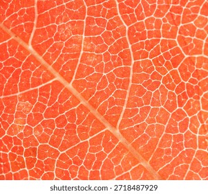 Close-up of a vibrant red-orange leaf with translucent veins, captured using backlighting to highlight its delicate internal structure.