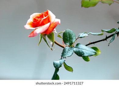 Close-Up of a Vibrant Rose in Full Bloom on a Thorny Stem with Rich Green Leaves - Powered by Shutterstock