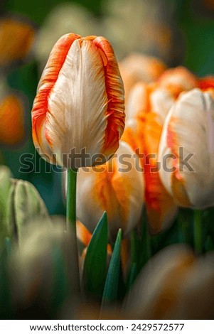 Close-up of a Vibrant Tulip Bud with Streaks of Bold Colors