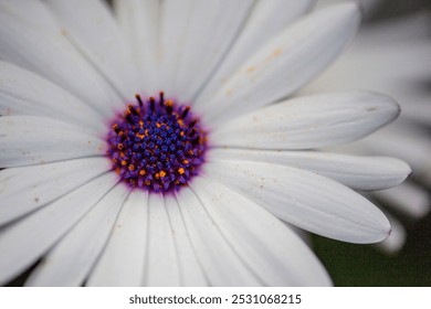 A close-up of a vibrant white daisy with a deep purple center, showcasing the intricate details of its petals. The flower’s natural beauty stands out against the soft, green background in this macro. - Powered by Shutterstock