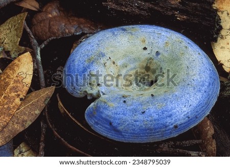 A close-up of a vibrant wild indigo blue cap mushroom, Lactarius indigo, on the forest floor. 