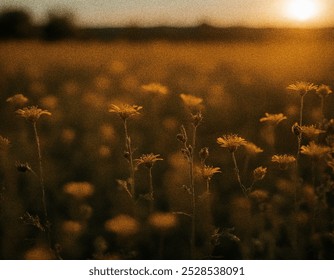 A close-up of vibrant wildflowers blooming in a sunny meadow, showcasing nature�s beauty in the morning light. - Powered by Shutterstock