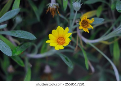 Close-up of vibrant yellow daisy-like flowers with green leaves and stems, featuring one in full bloom and another budding. Perfect for nature, garden, or floral-themed concepts. - Powered by Shutterstock