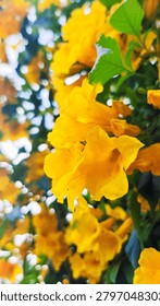 Close-up of vibrant yellow elder (Tecoma stans) flowers blooming beautifully with a soft blurry bokeh background.