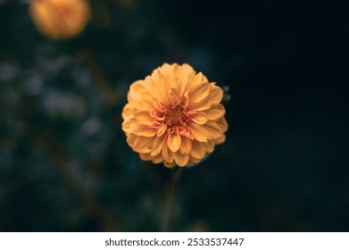 Close-up of a vibrant yellow flower in full bloom against a dark, blurred background. - Powered by Shutterstock